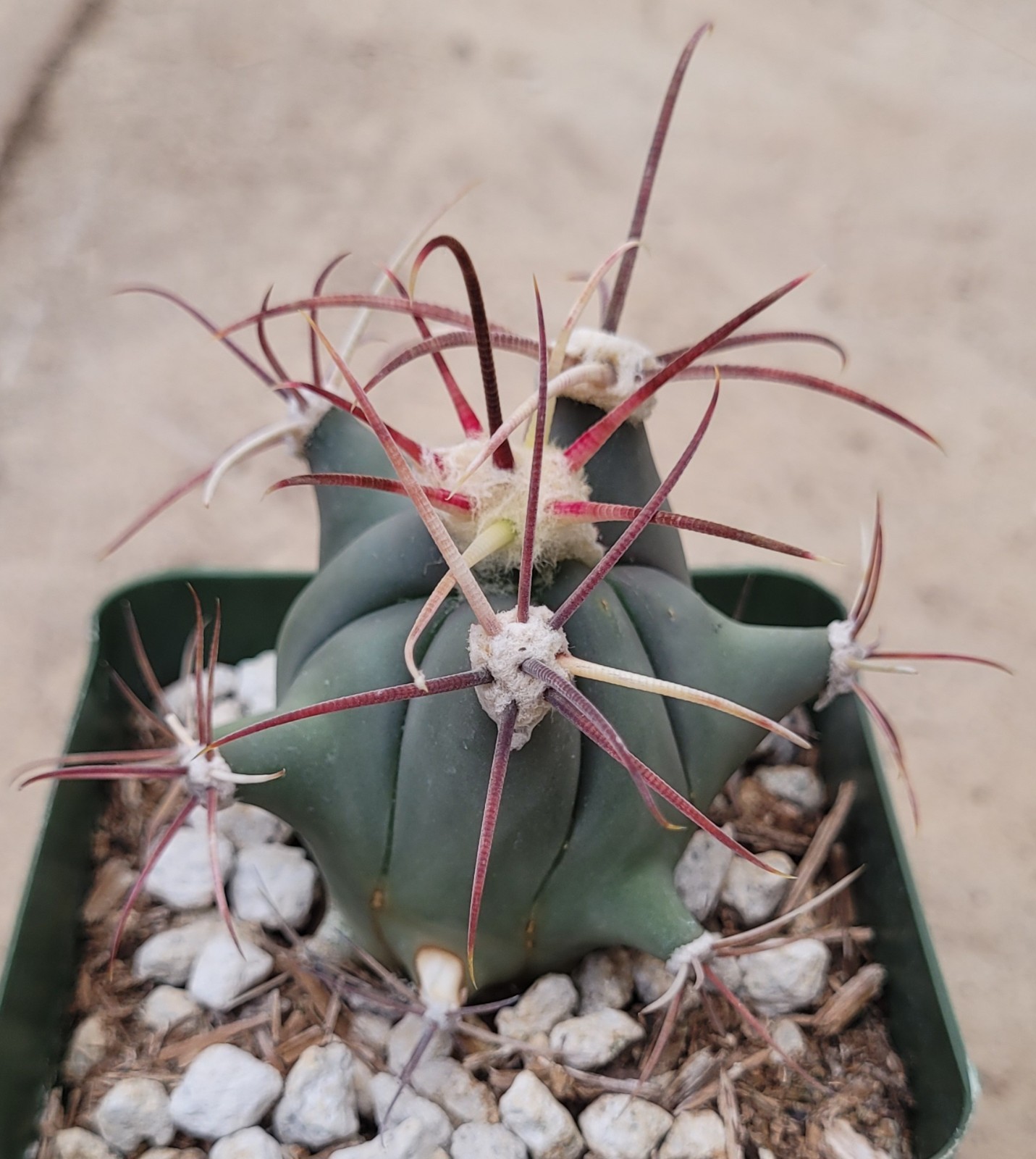 Ferocactus Emoryi ‘Emory Barrel’ 2.5″ Tall – Bare Root
