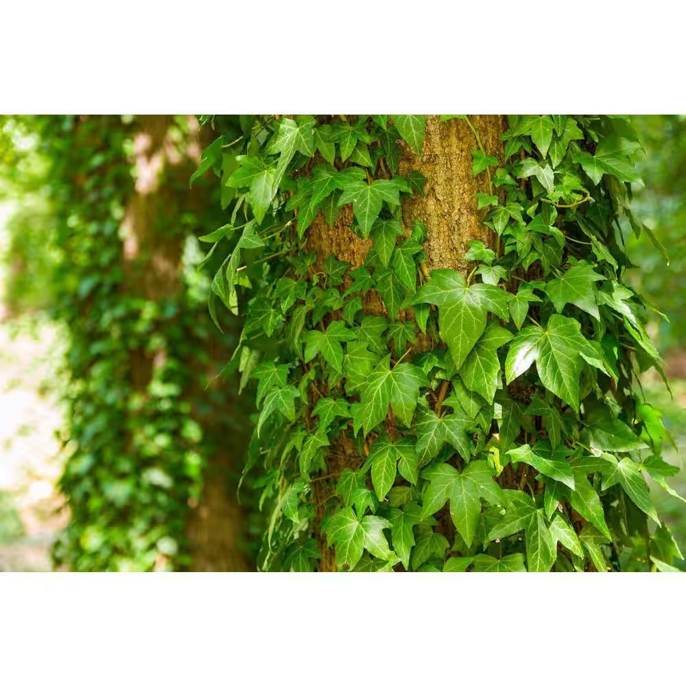 Green English Ivy-Live Plant in a 3 Inch Pot-Hedera Helix-Beautiful Easy Care Ai