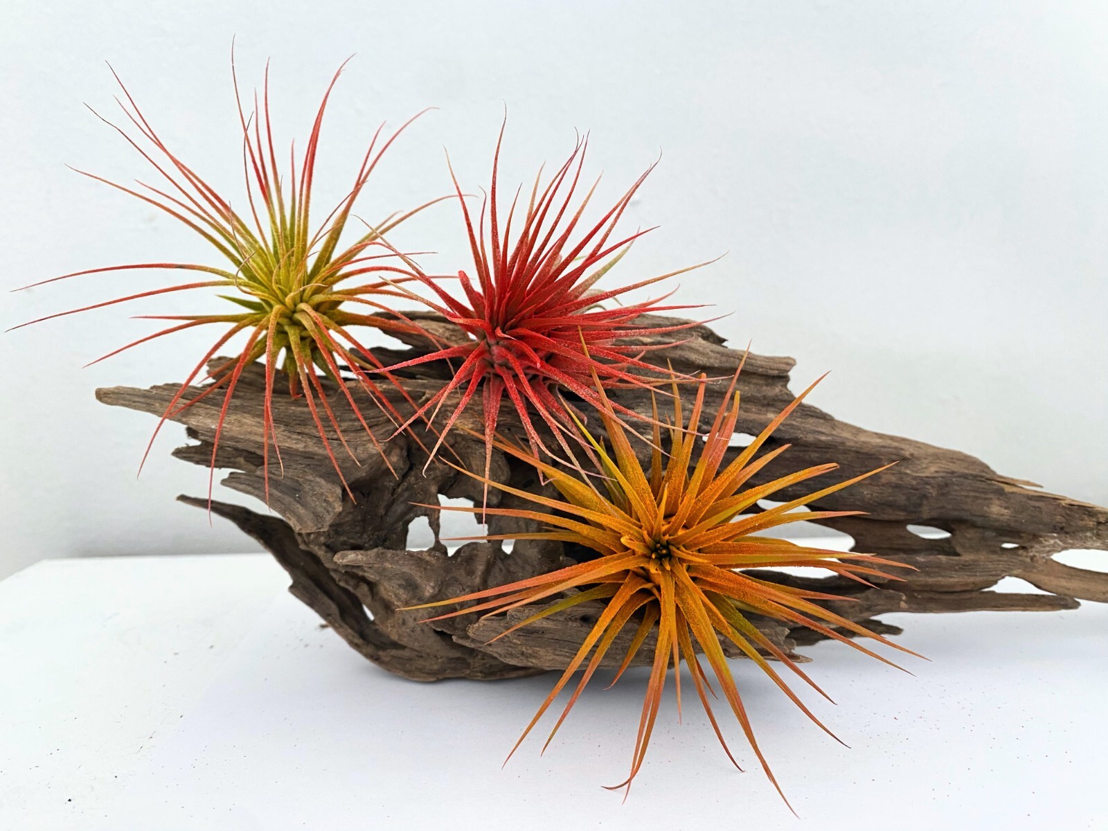 Air Plant 3 Pack Assortment – 3 COLORs of Tillandsia Airplants Free SHIPPING