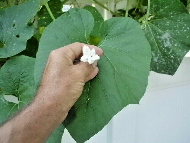 20 BIRDHOUSE GOURD SEEDS – Lagenaria siceraria
