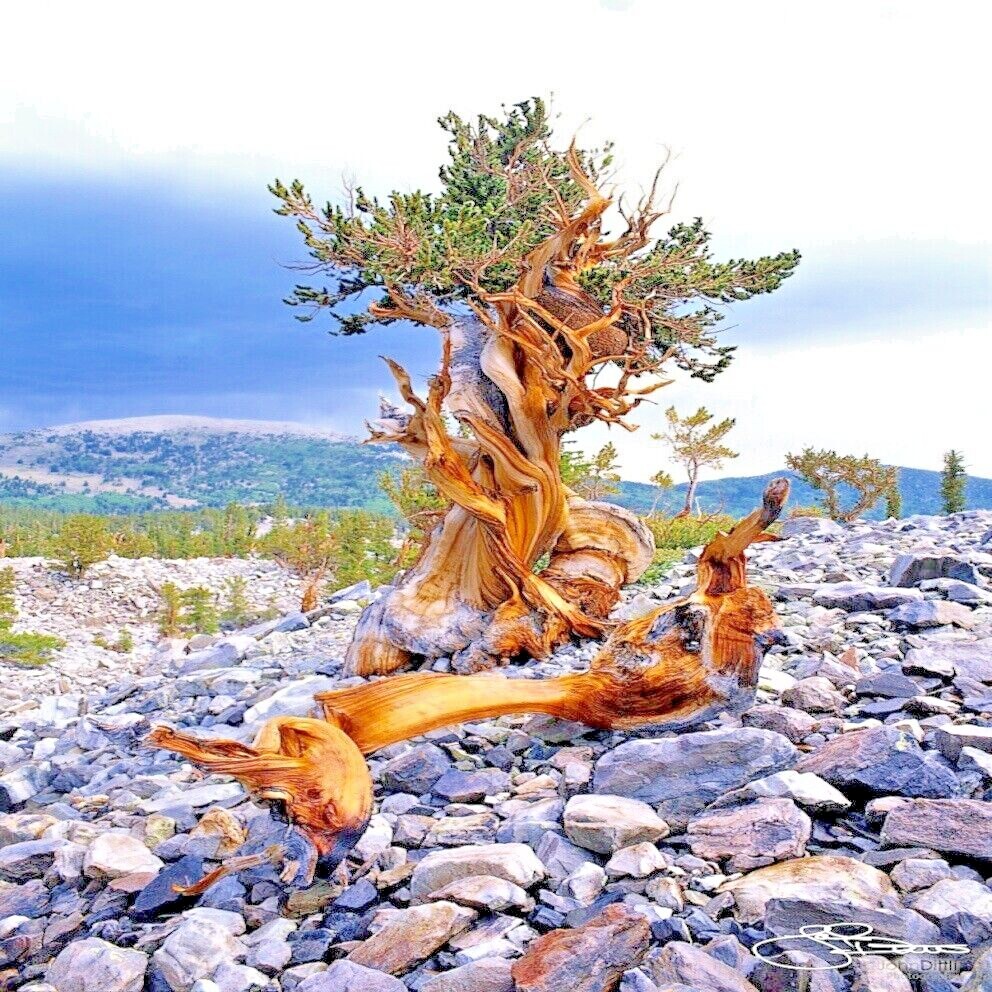 20 Bristlecone Pine Seeds (Pinus aristata) “OLDEST Living Tree in the WORLD!”