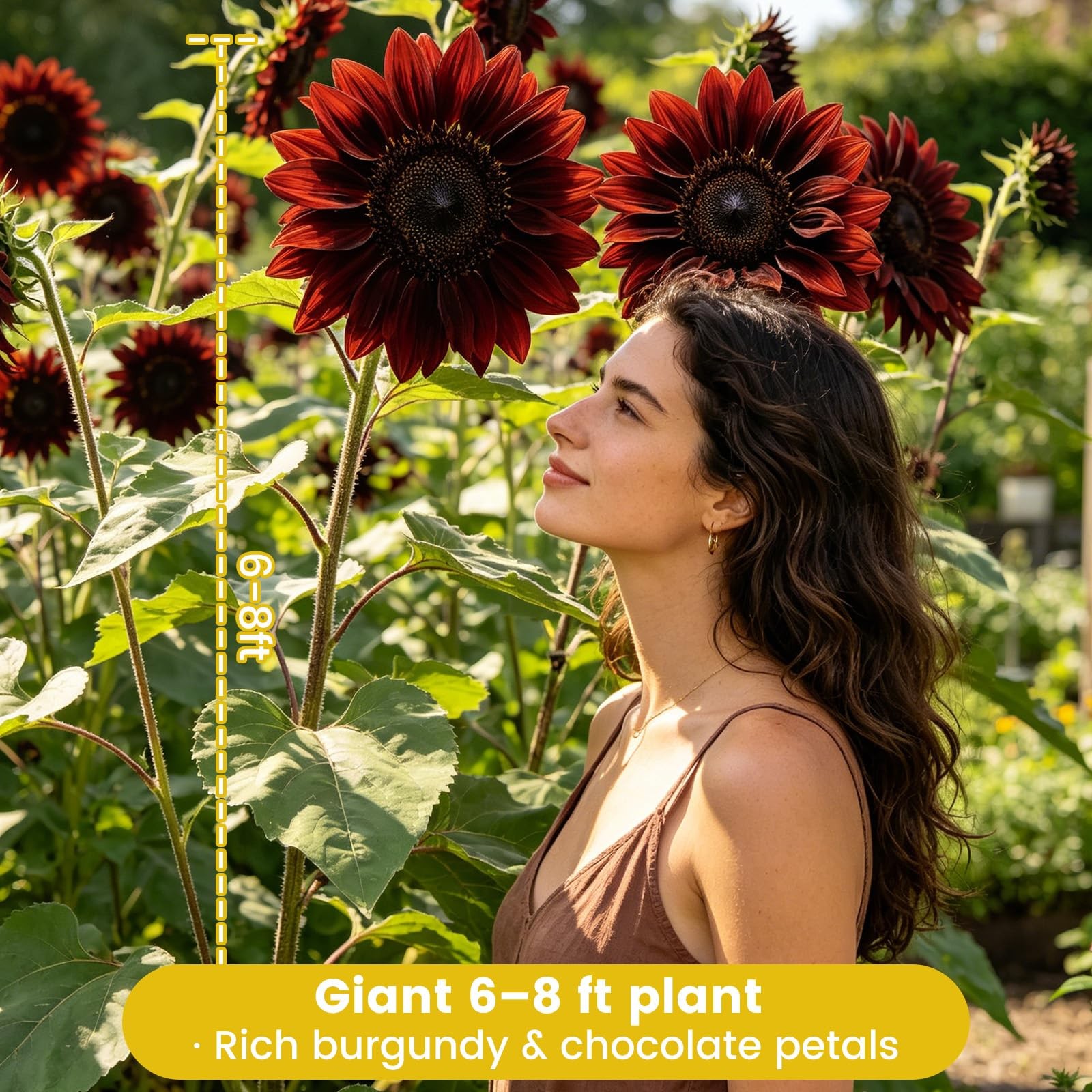 Chocolate Cherry Sunflower Seeds for Planting | Rare Burgundy Black Blooms, 6…