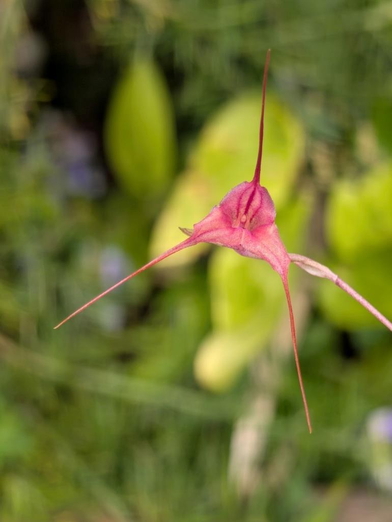 Blooming Size Miniature Orchid Hybrid Masdevallia Deimos