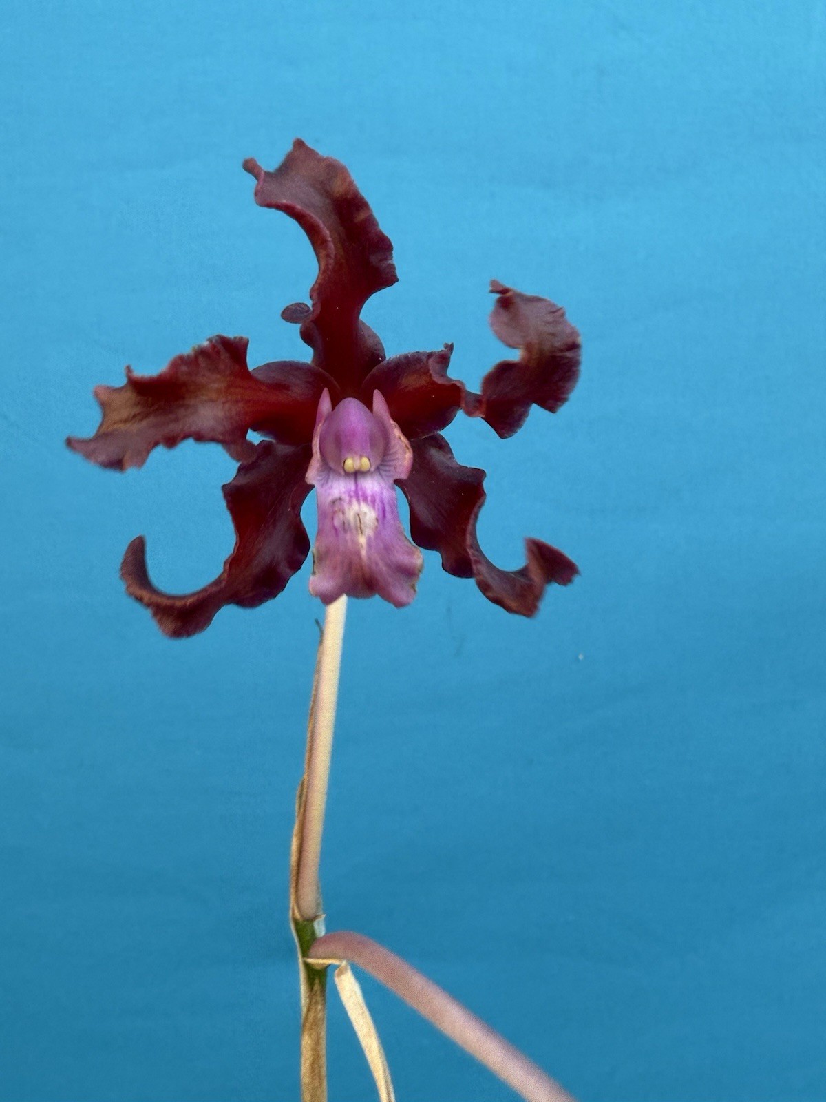 (Ltn Meadow Gold X Myl. Ruby Ray) X Cattleya Pacavia Orchid Eros 4” Pot
