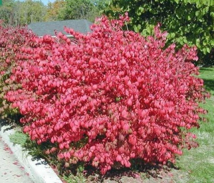 Euonymus Bush Hardy Shrub Dwarf Burning Alatus Easy Garden Live Plant Gallon Pot