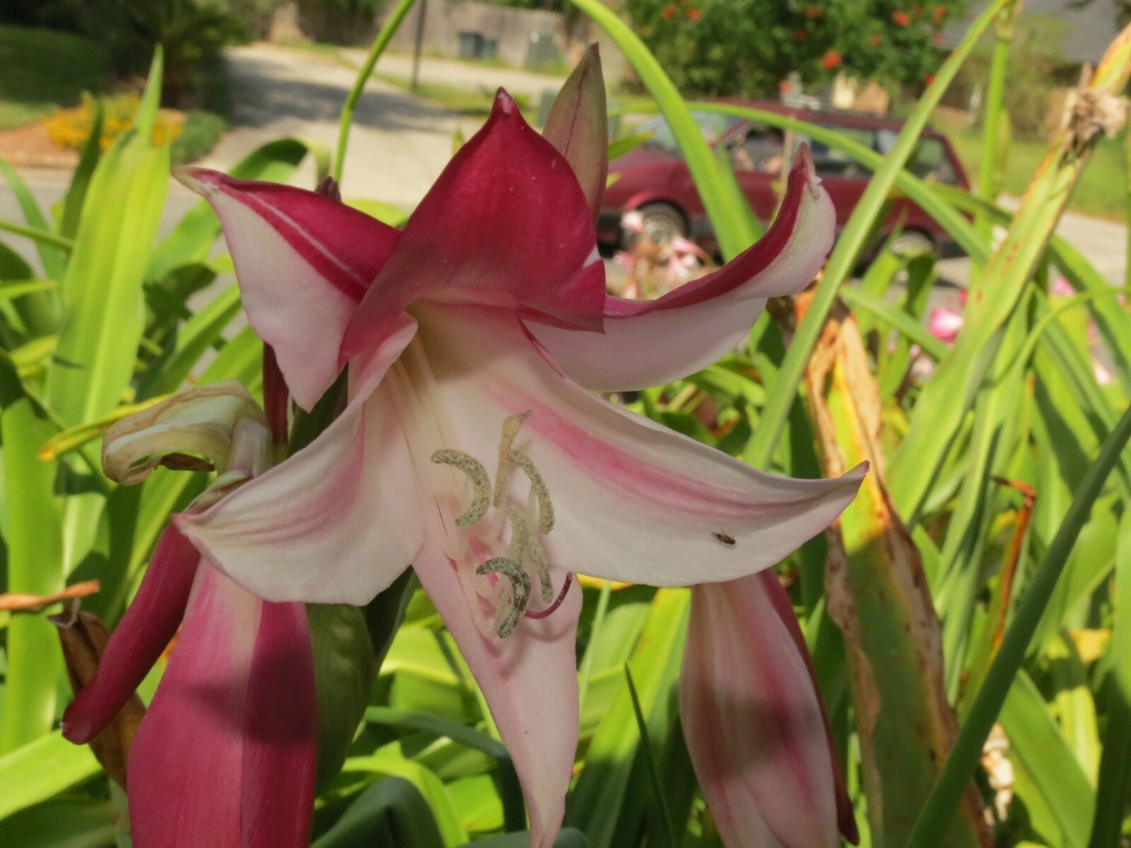 Crinum Lily, Lorraine Clark, variegated, jumbo, blooming-size bulb, NEW