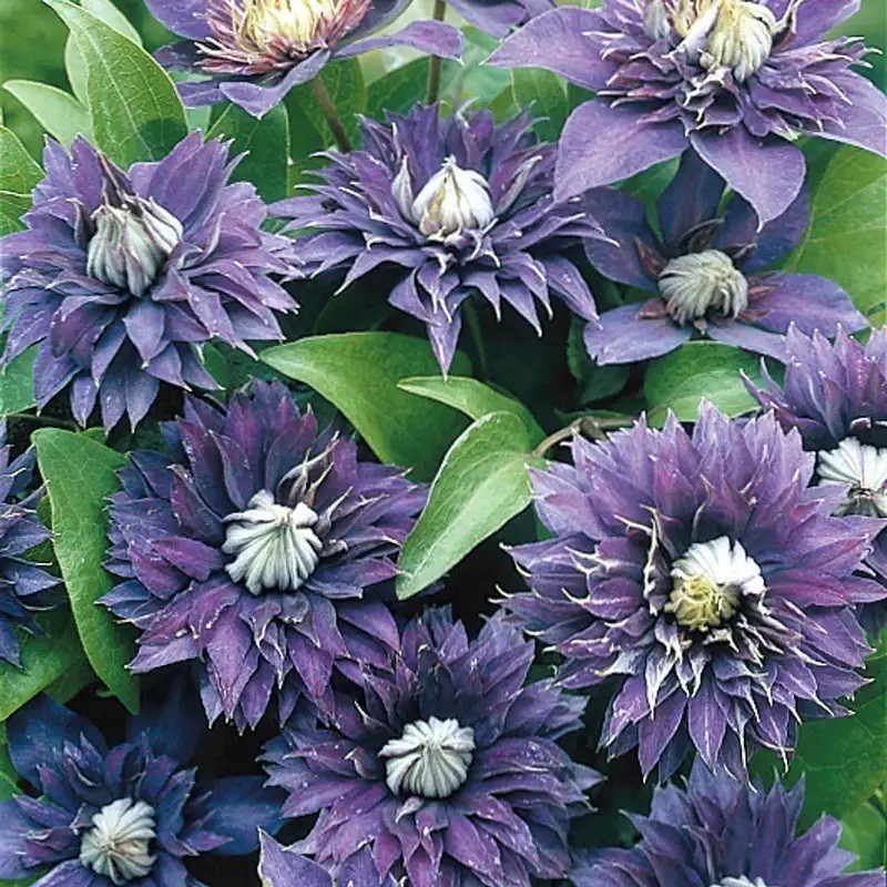 25 Clematis Seeds Flower Seed Perennial Flowers Vine “Double Purple”