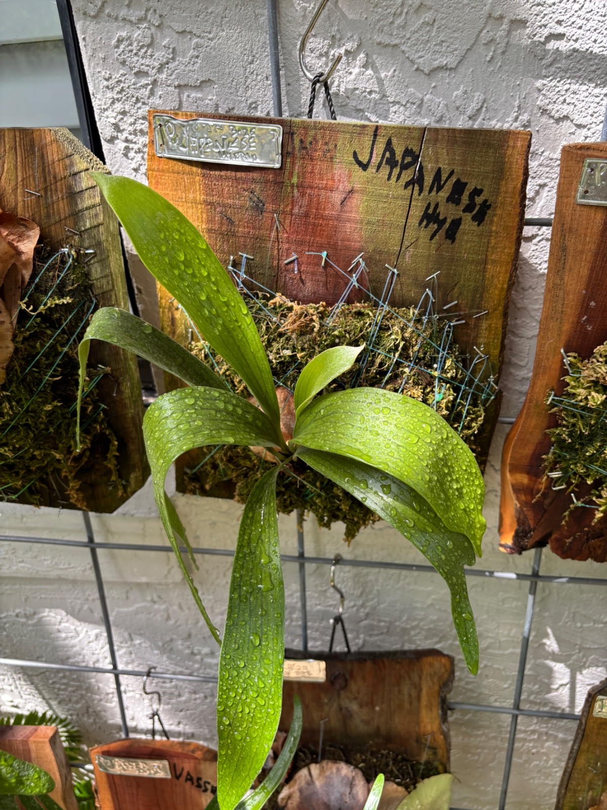 Stag Horn P. bifurcatum (c.v.) Japanese hybrid mounted on Red Cedar Wood
