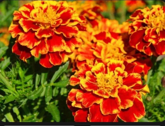 RED and ORANGE FRENCH MARIGOLD MIX 200 FRESH SEEDS ORGANIC NON-GMO FREE SHIPPING