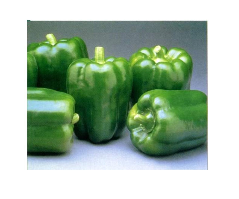 100 Green Bell Pepper Seeds | Non-GMO | Free Shipping | Organic Sweet Pepper