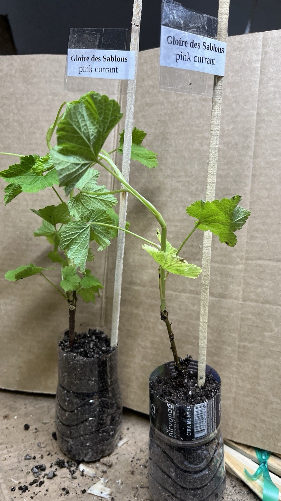 12-18″ tall Gloire de Sablons Pink Currant Rooted Cutting dormant plant