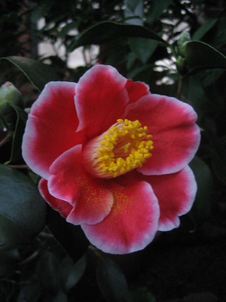 **TAMA ELECTRA**Unique Bloom**Camellia Japonica-Live Starter Plant -USA SELLER-