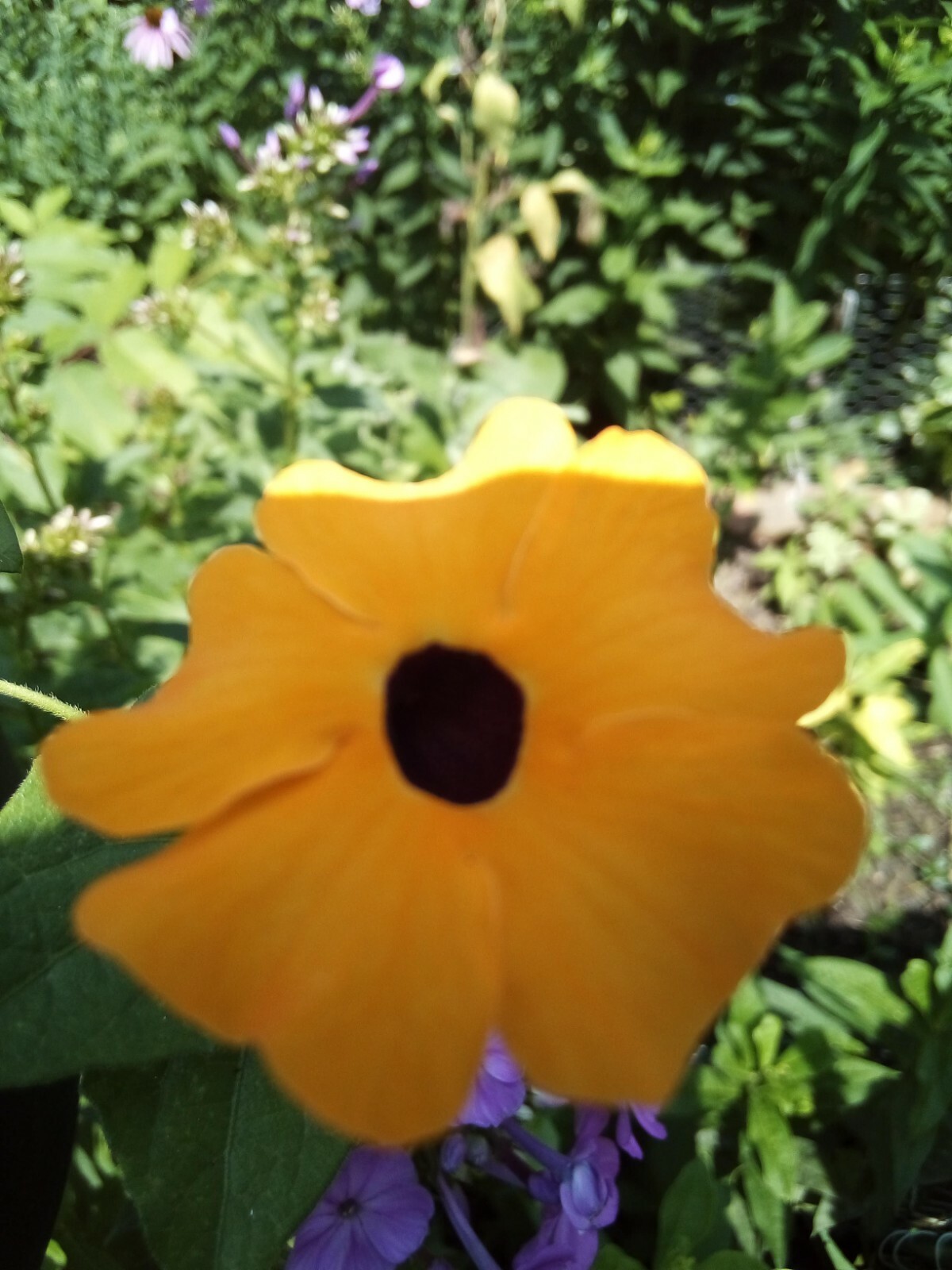 20 SEEDS BLACK EYED SUSAN VINE THUNBERGIA ALATA