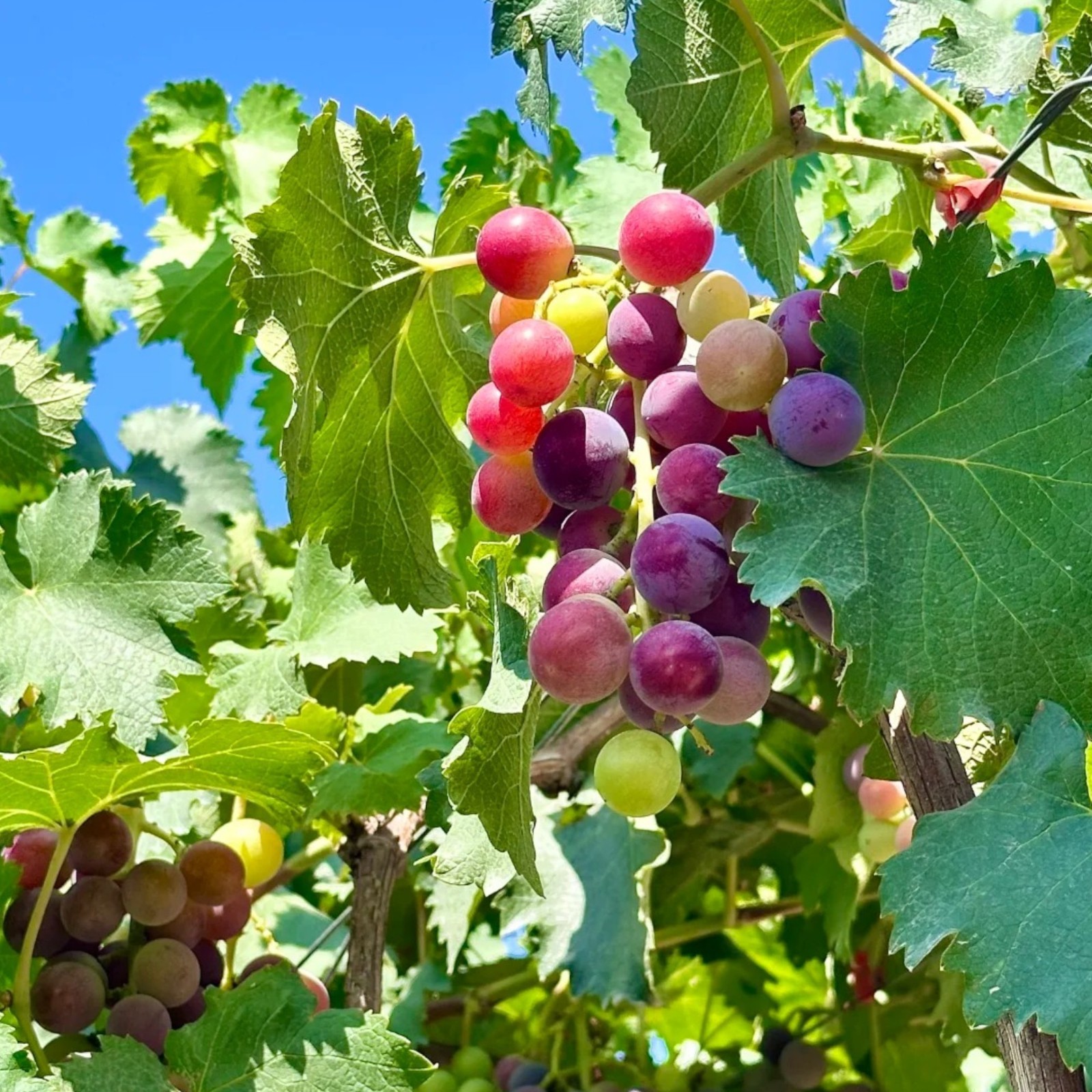 30 Red Grape Seeds – Sweet Juicy Table Grapes for Backyard Vineyard & Garden