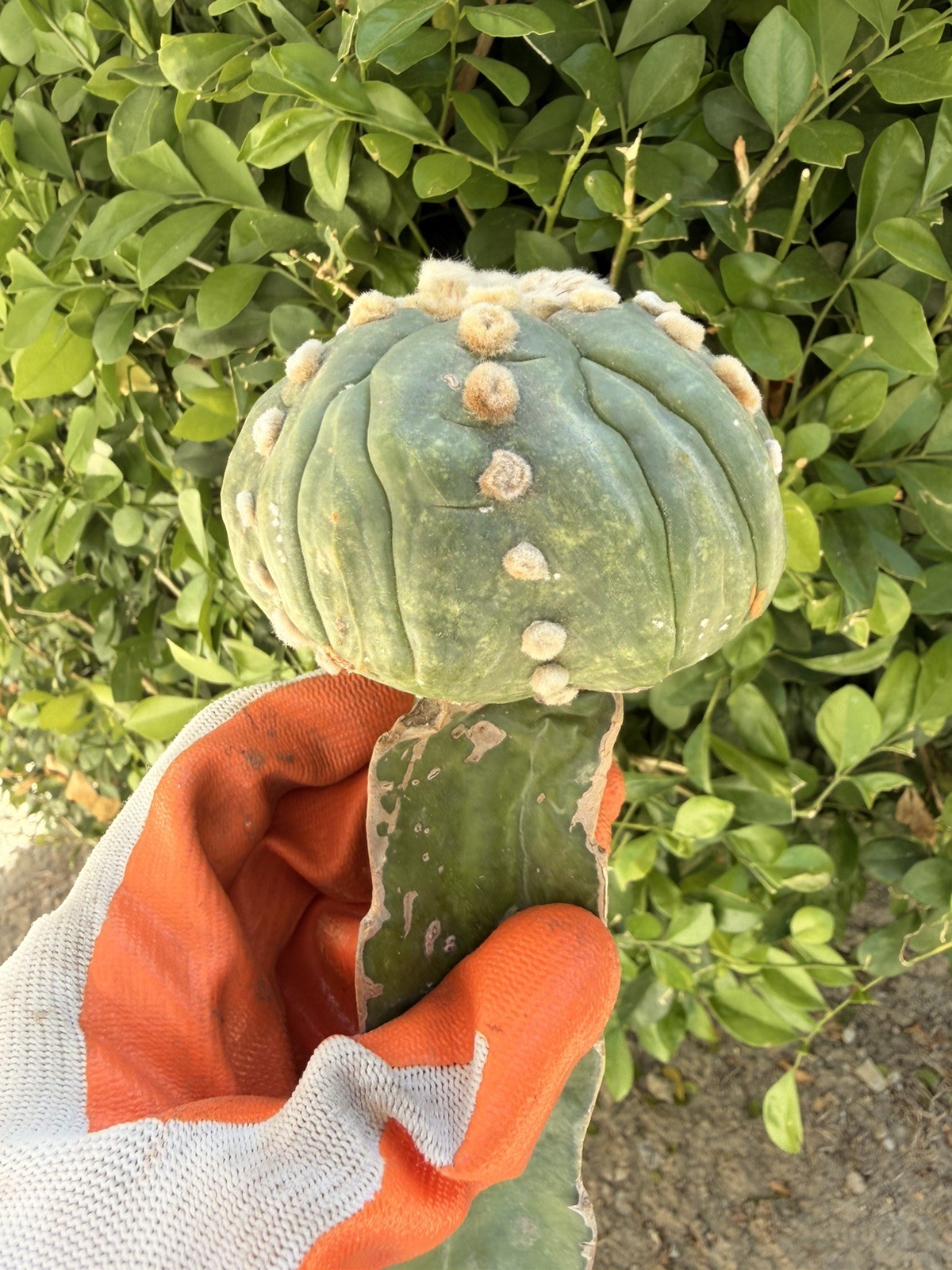 Rare Cactus Grafted
