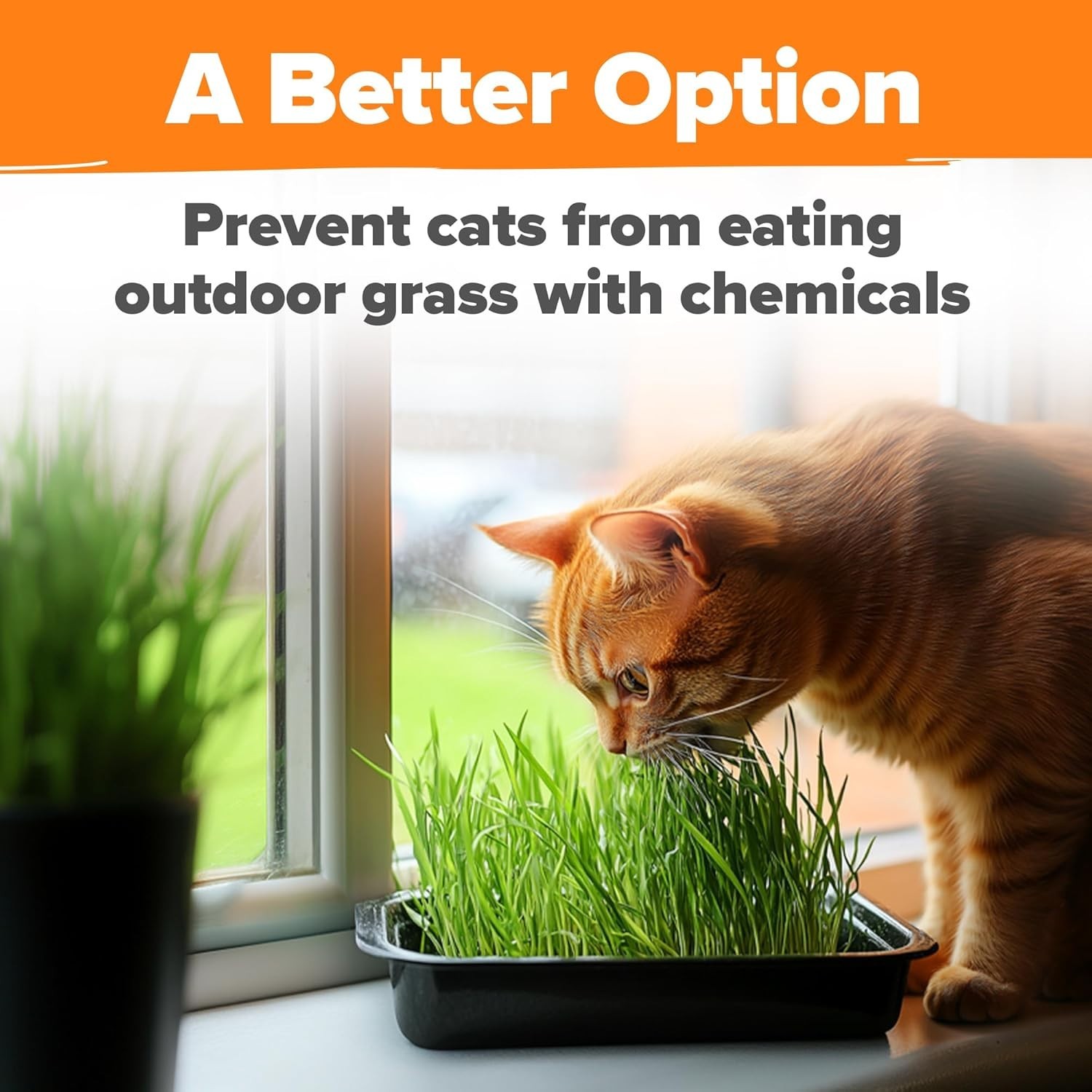 Low Maintenance Organic Cat Grass – 100% Heirloom Oat & Barley Seeds for Pets