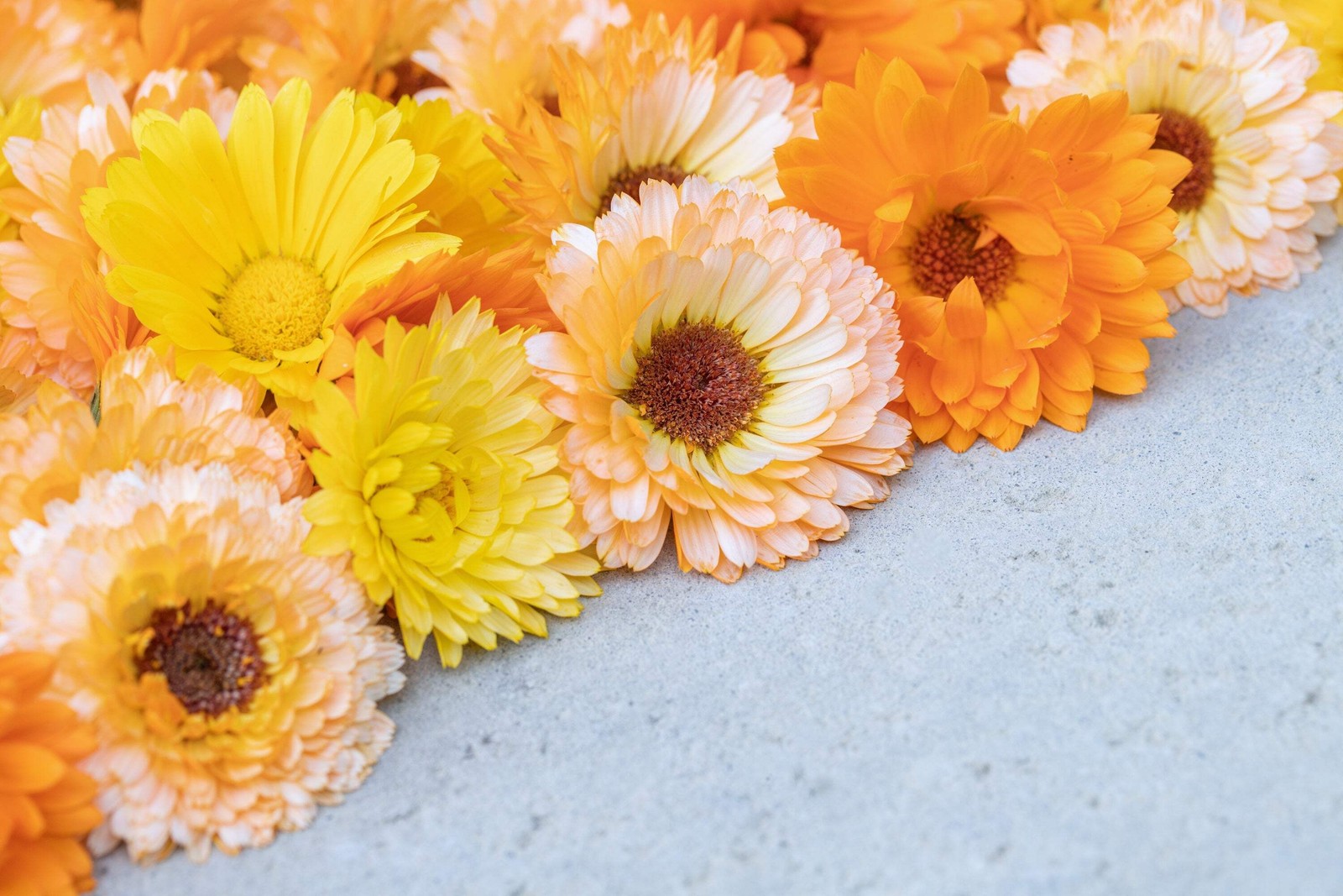 500 Mixed Colors FANCY MIX Pot MARIGOLD Calendula Officinalis Flower Seeds