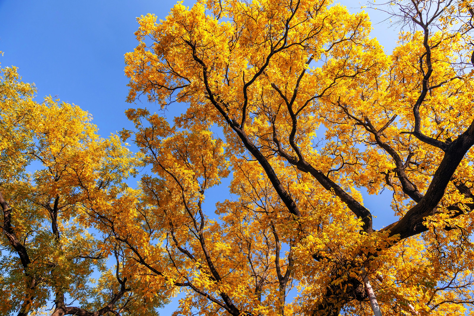 10 GINKGO BILOBA Maidenhair Tree Yellow Fall Orange “Fruit” Herb Seeds