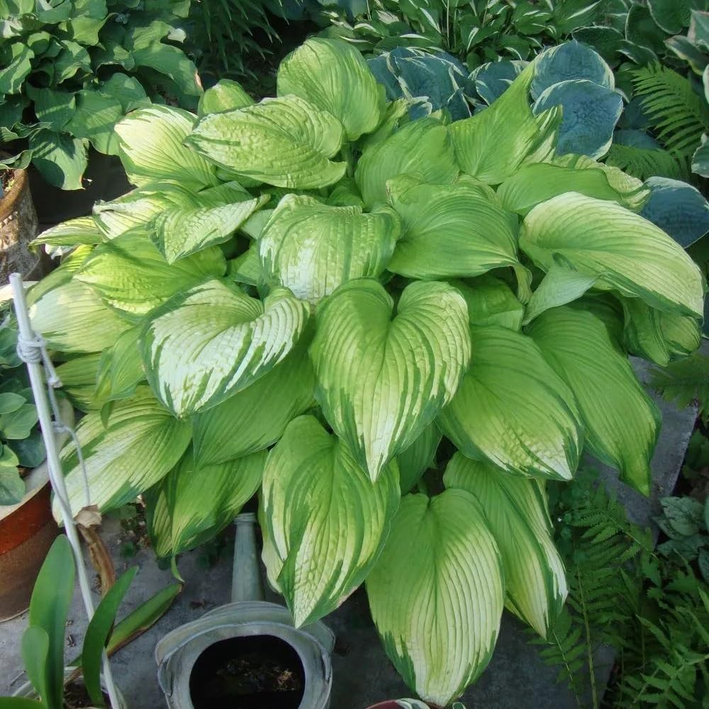 220+ Hosta Seeds Blue Perennial for Planting,Hosta Seeds Blue and Black….