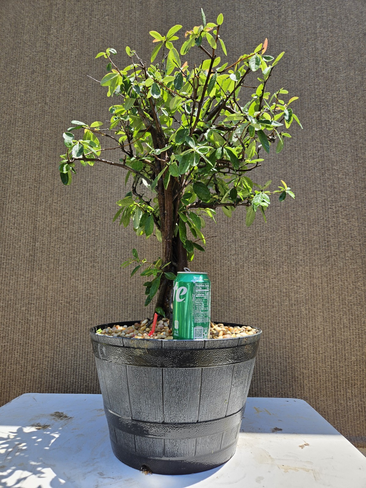 Old Japanese Flowering Quince ( Toyo- Nishiki -Quince ) Bonsai Tree,,, SALE