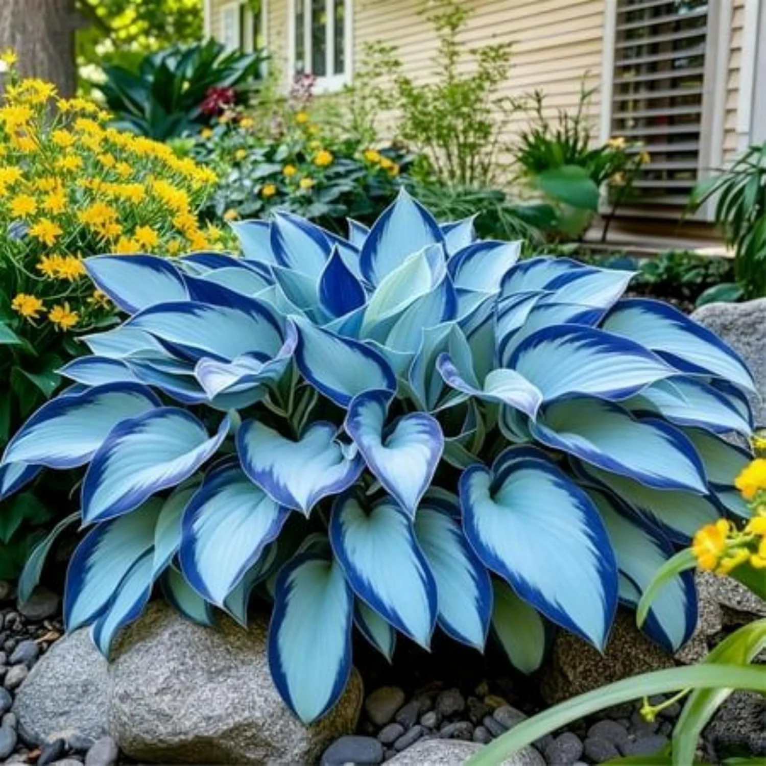 200+ Hosta Seeds Perennial Hosta Seeds for Planting Outdoor Garden Attract Polli