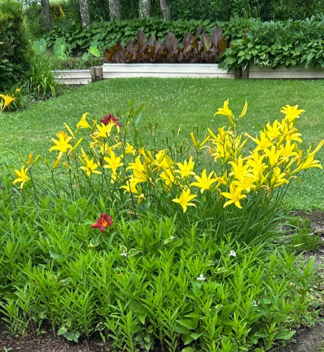 Rare Night-bloom, Fragrant: Hemerocallis citrina Tall Yellow Daylily, 1 plants