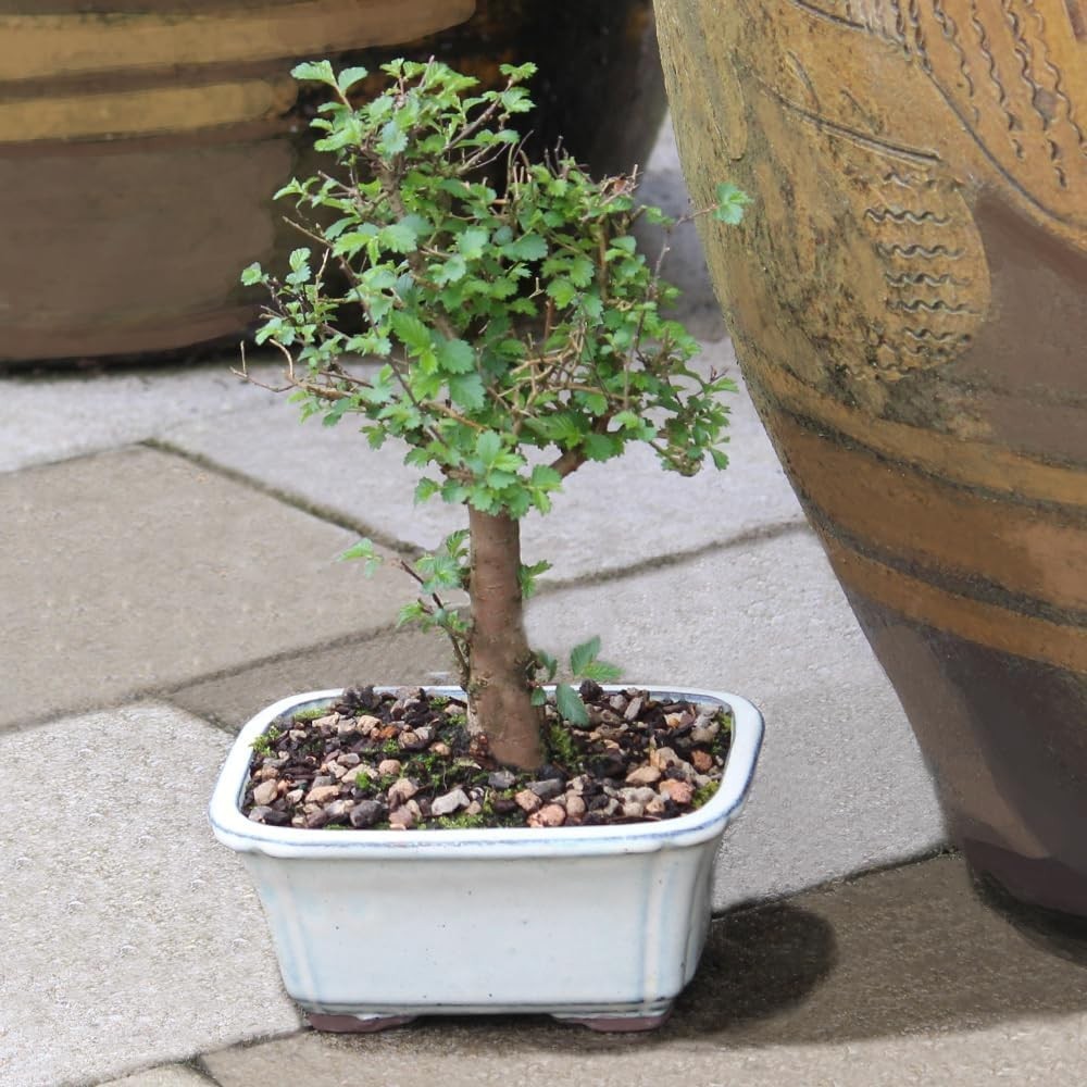 Outdoor-Friendly Chinese Elm Bonsai Tree, 6-8 Inches Tall, Low Maintenance Charm