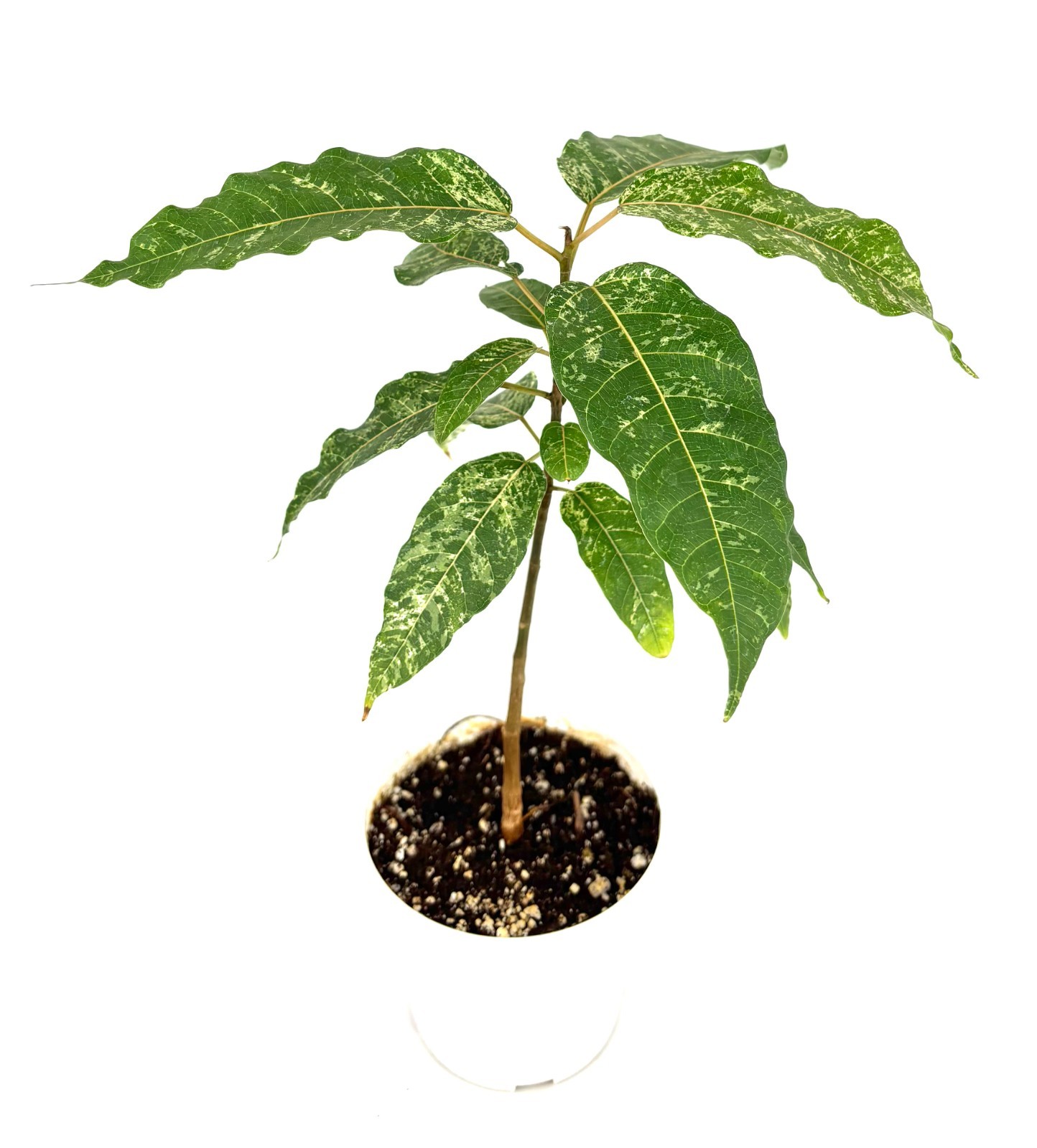 Ficus Clown Fig Live Potted House Plants Air Purifying