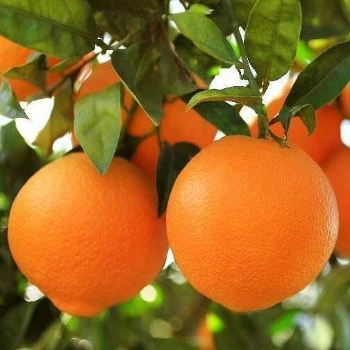 1 (One) Live Plant of “HONEY TANGERINE or MURCOTT” grafting, 30-40″ Tall