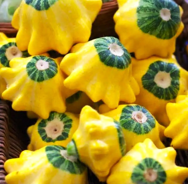 Yellow and Green Bicolor Patty Pan (Bush Scallop Squash) Seeds – 2025 Planting