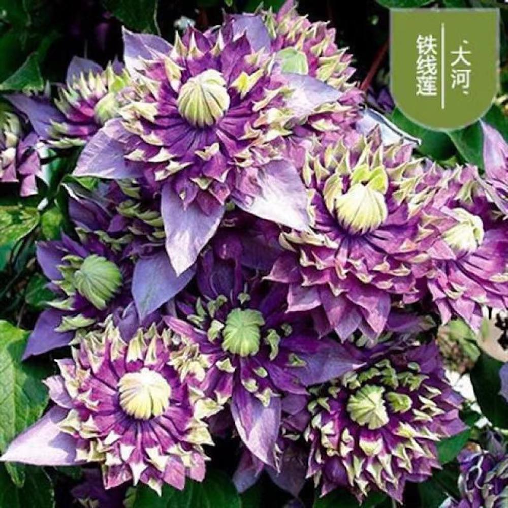 25pc CLEMATIS SEEDS Garden Plant Flower vine climber USA seller FREE shipping