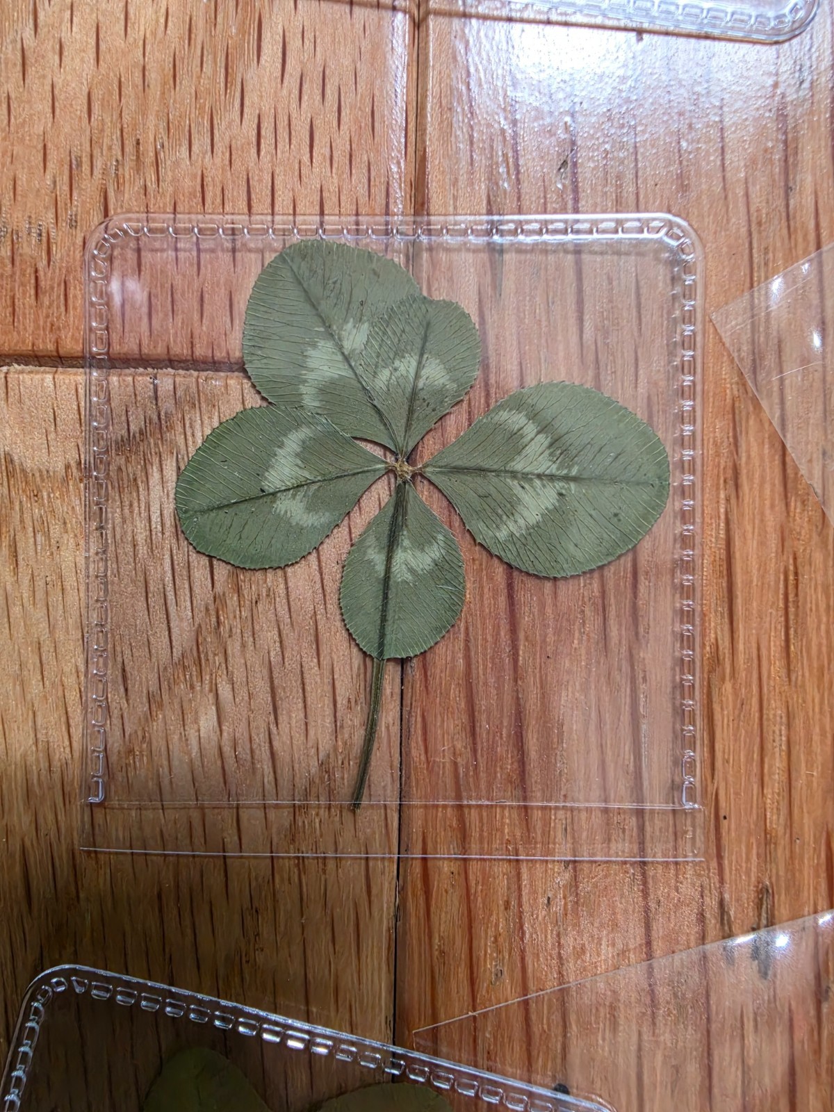 🍀RARE REAL 5 Leaf Clover 🍀NO JOKE 🍀 Hand picked – GREAT Gift – LUCKY 🤩