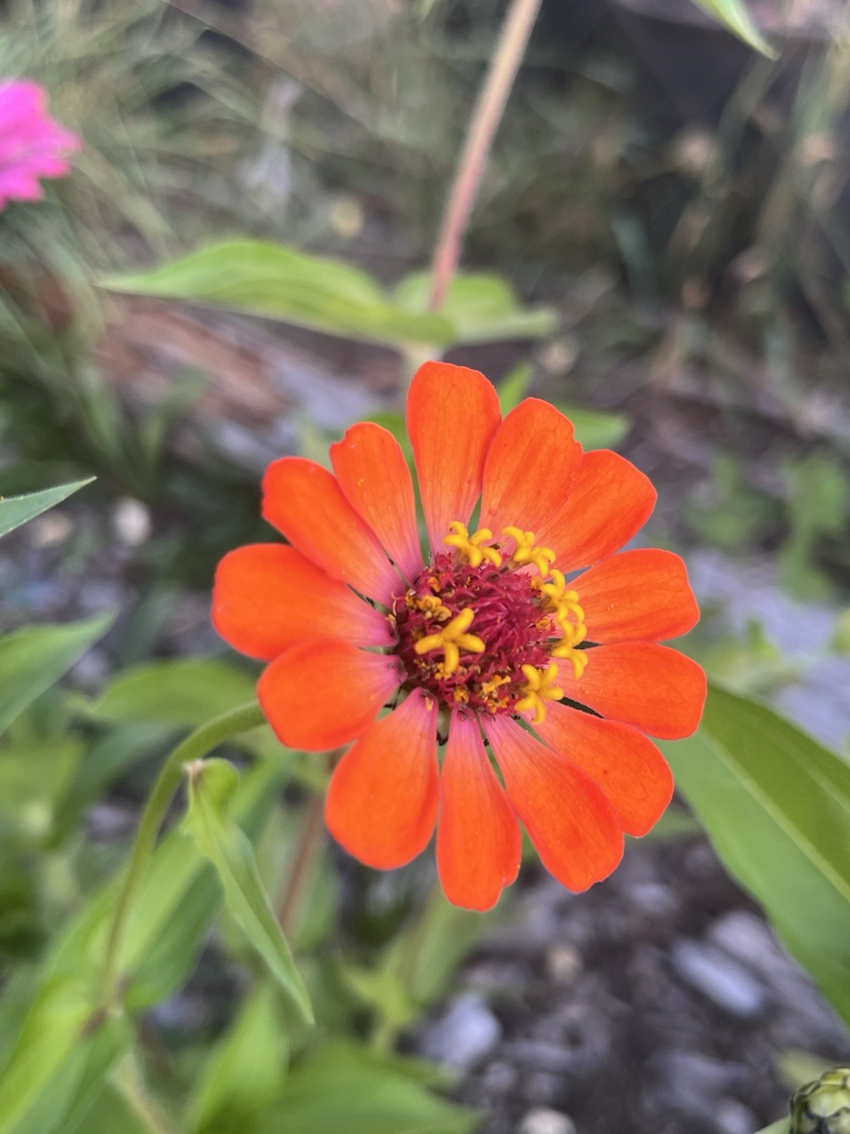 Garden Start Seed Variety Packs (PNW Native, Rare Exotic)
