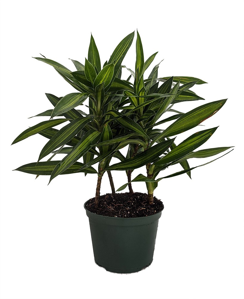 Song of Jamaica Exotic House Plant- 6″ Pot