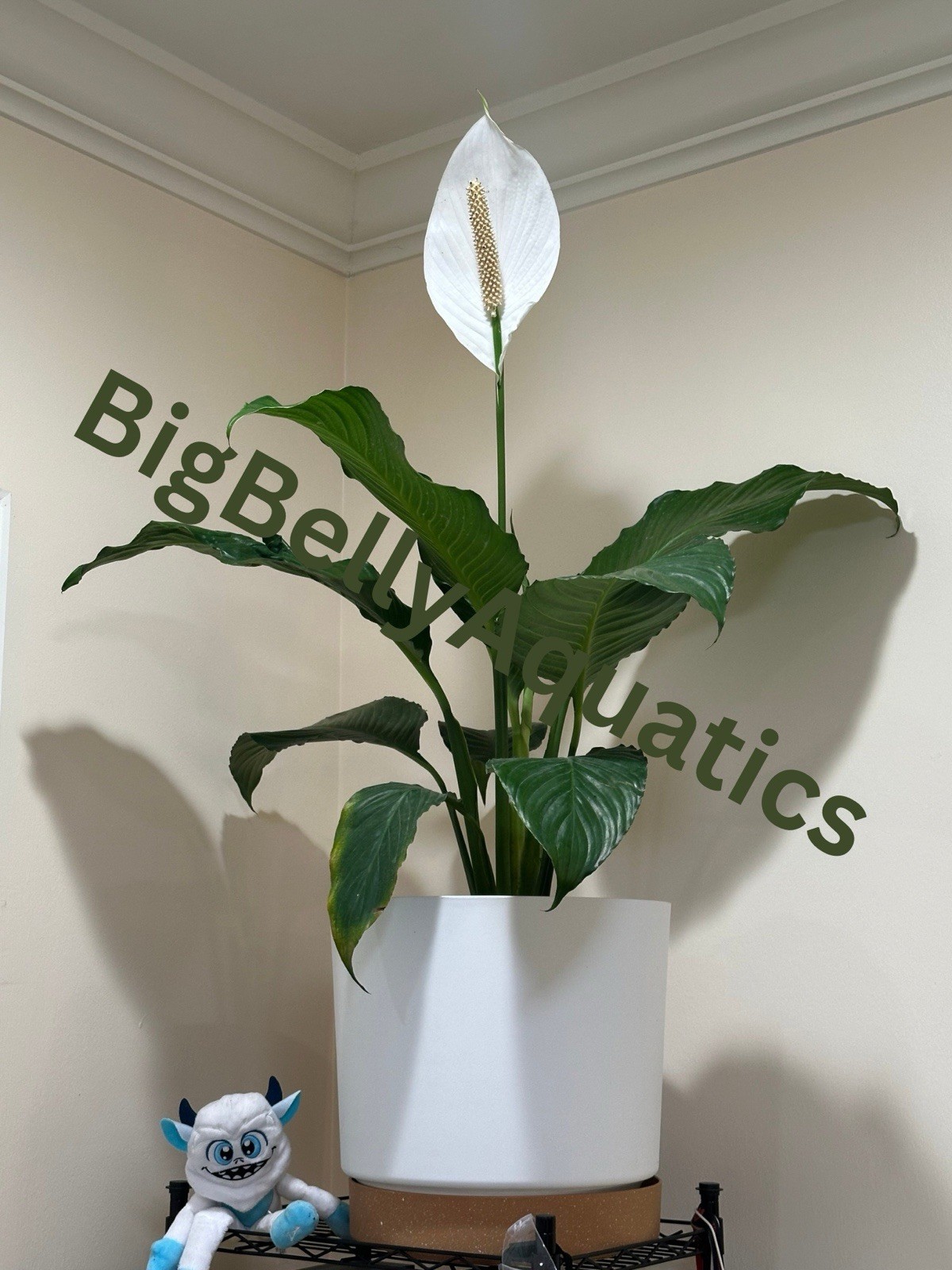 Peace Lilly Sensation – Live plant Small-Medium