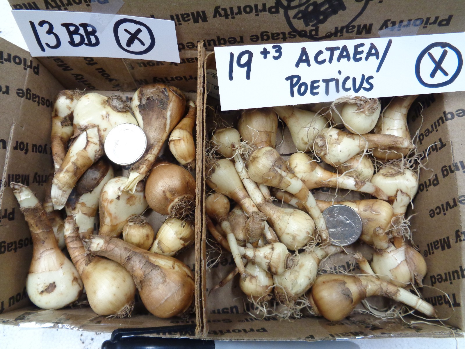 32 DAFFODIL BULBS 2 KINDS Narcissus Jonquil white petals FromMyGarden **PlsREAD*
