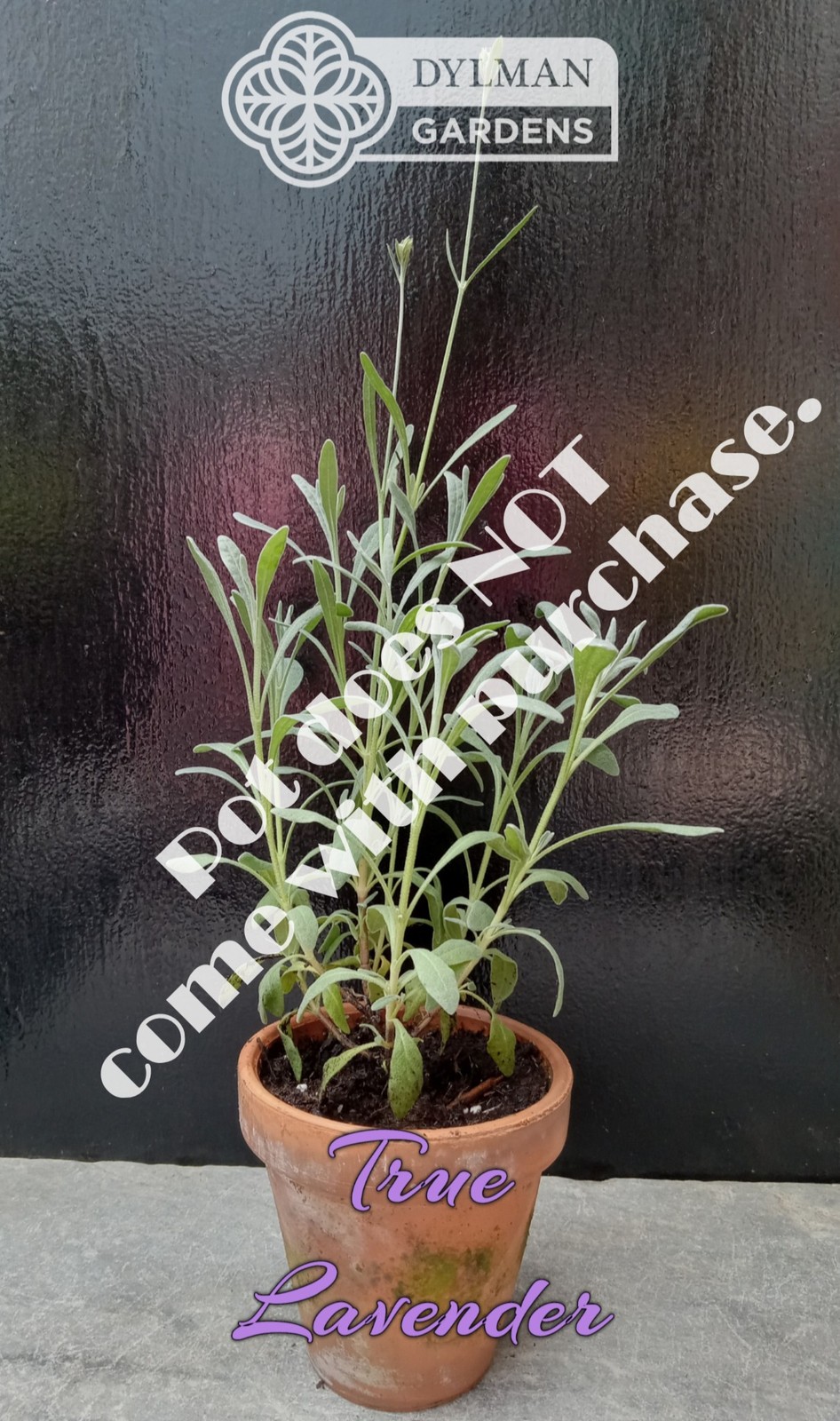 True Lavender (Lavandula angustifolia) Herb – Dwarf Lavender – Multiple Sizes