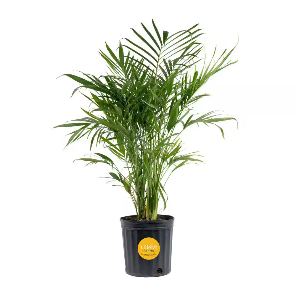 Cateracterum Indoor Palm (Cat Palm) in 8.75 In. Grower Pot, Avg. Shipping Height
