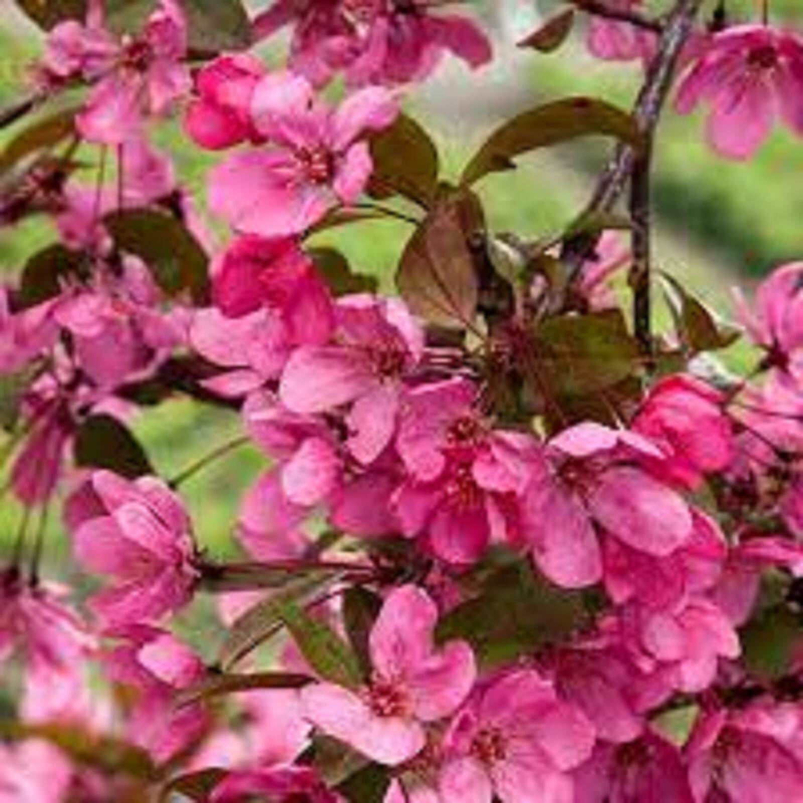 Flowering Crabapple tree! Big spring bloomer Fast growing! 10 unrooted cuttings