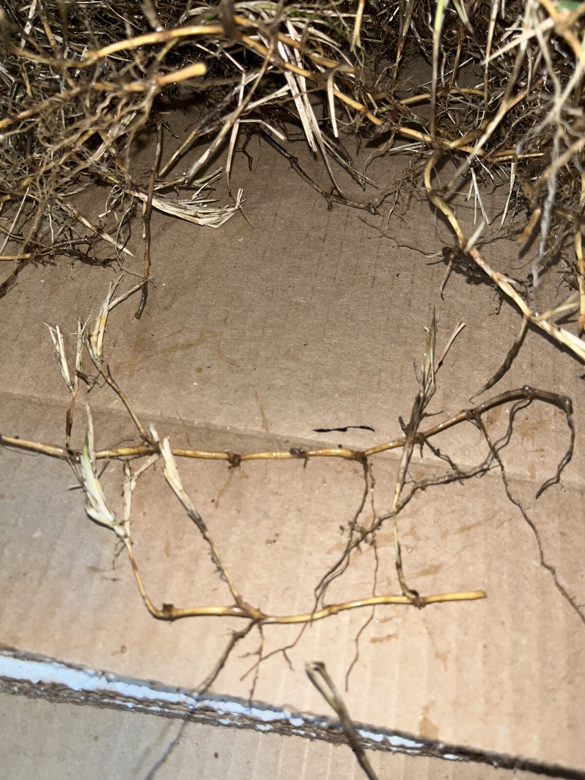 Dormant Zoysia grass handfull of rhizomes/stolones good for 10-15 plugs or more