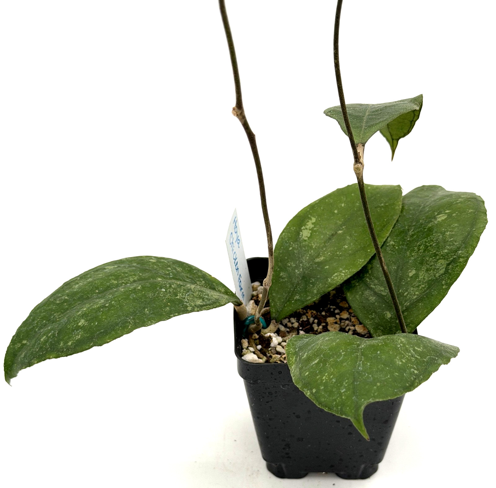 Hoya ‘Chicken Farm’ Rooted Grown In 3.5″ pot – Can’t Ship to California/Arizona