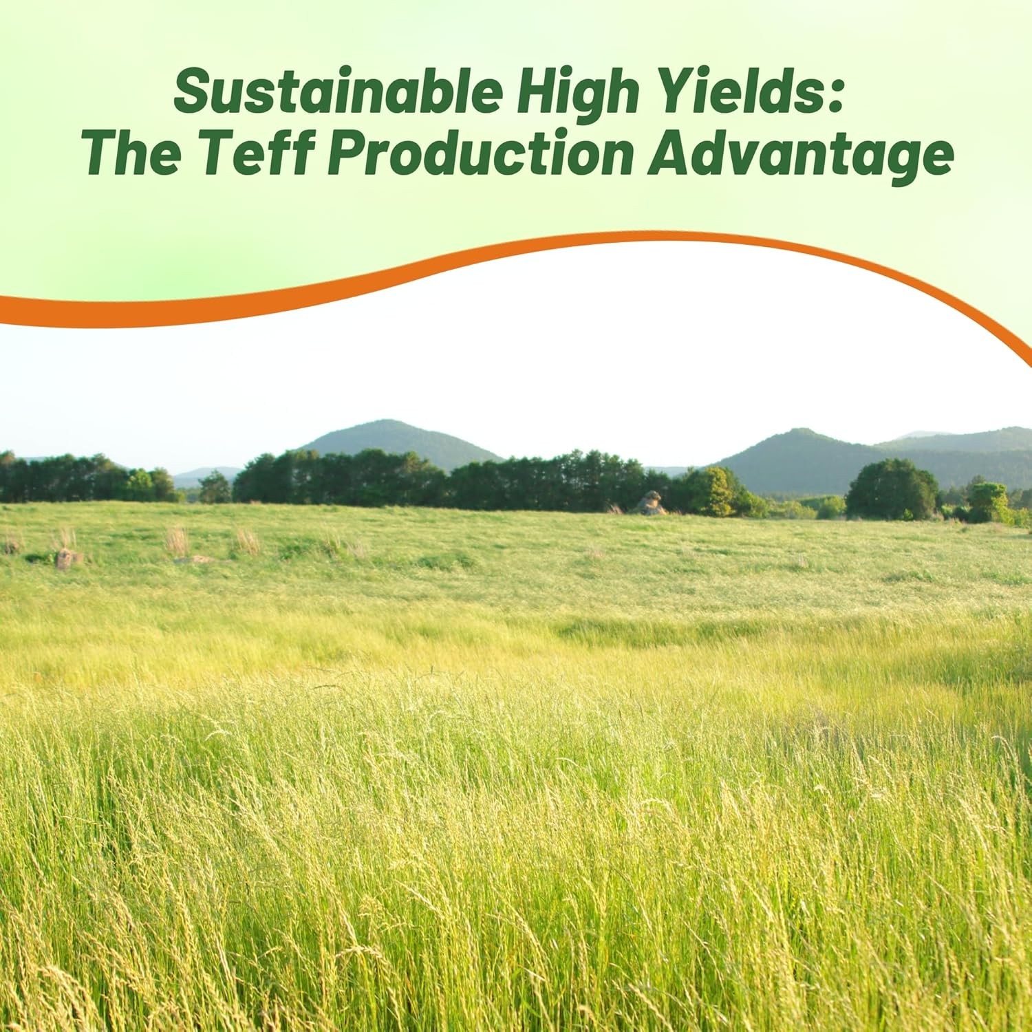 10 LBS – Coated Teff Annual Pasture Grass Seed For Cattle, Horses, & Livestock