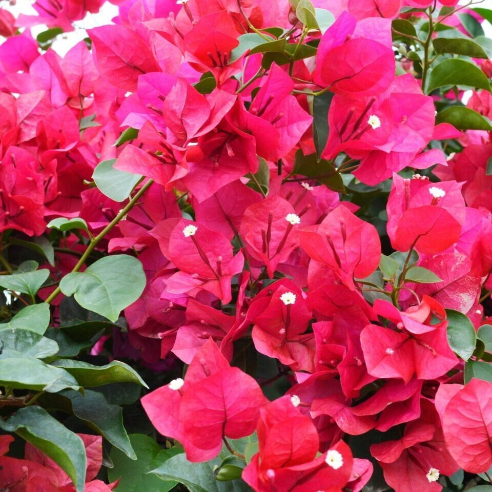 **HELEN JOHNSON** Bougainvillea**Small Well Rooted Starter Plant*USA SELLER*