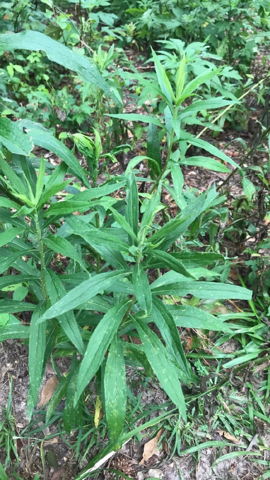 Goldenrods Tall 5 Per Order