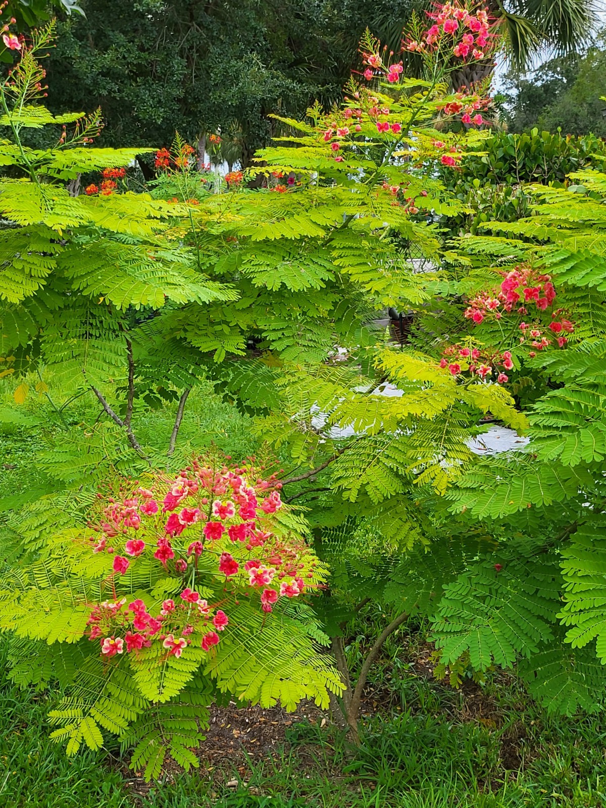 10 seeds Pink Caesalpinia Pulcherrima PRIDE OF BARBADOS Dwarf Poinciana