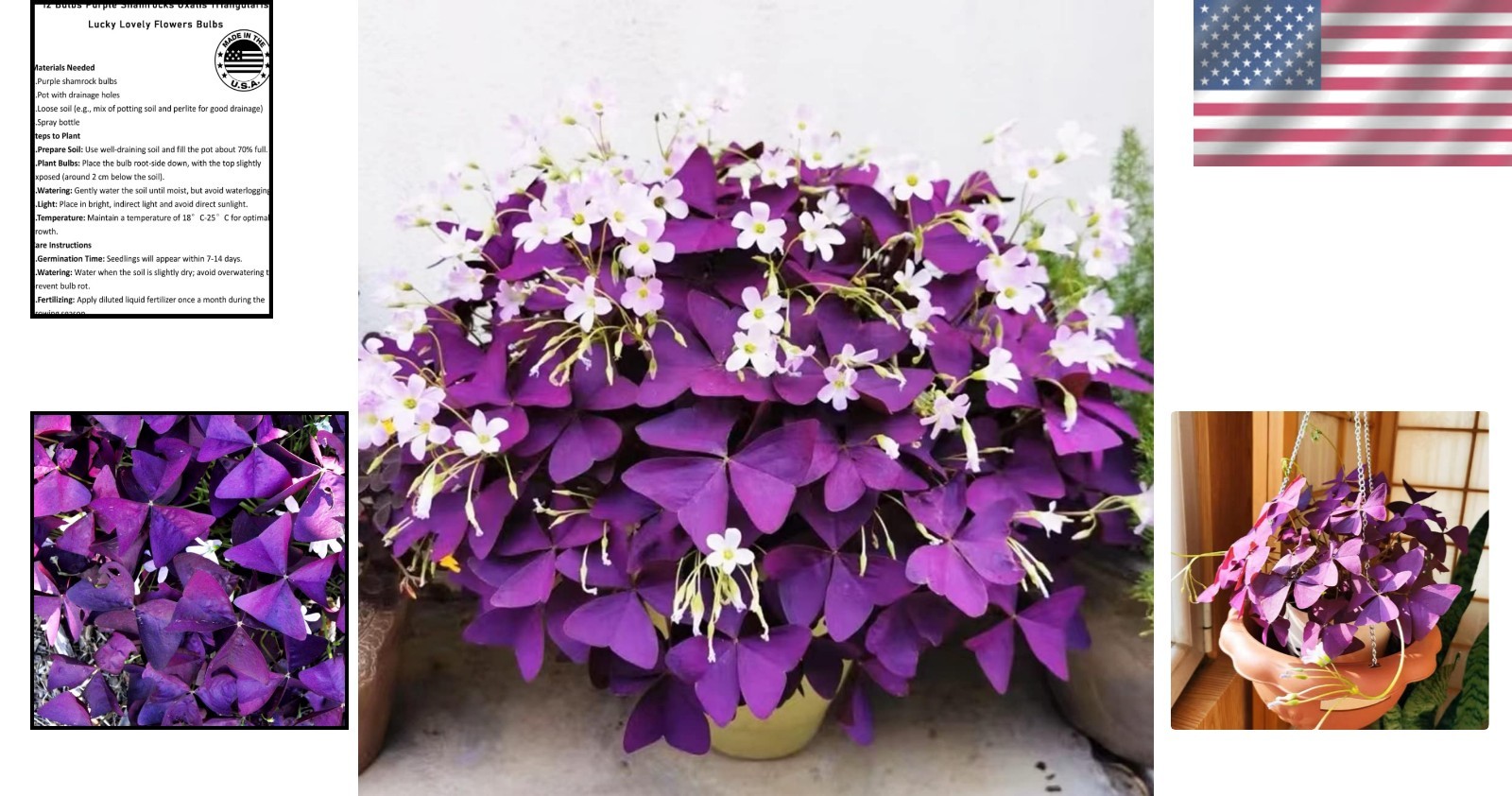 12+ Non-GMO Purple Shamrocks Bulbs – Indoor/Outdoor Flowers for -Round Luck