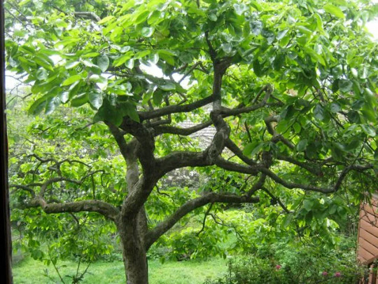 American Persimmon tree qt. pot (Diospyros virginiana ‘American)