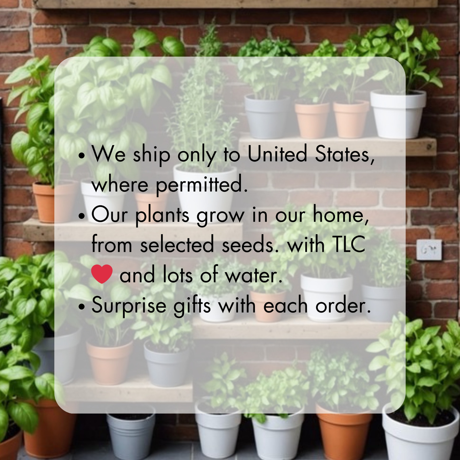 Lemon Yellow Eureka Trees Live Starter Plants, Seedling, Rooted, Grown from Seed