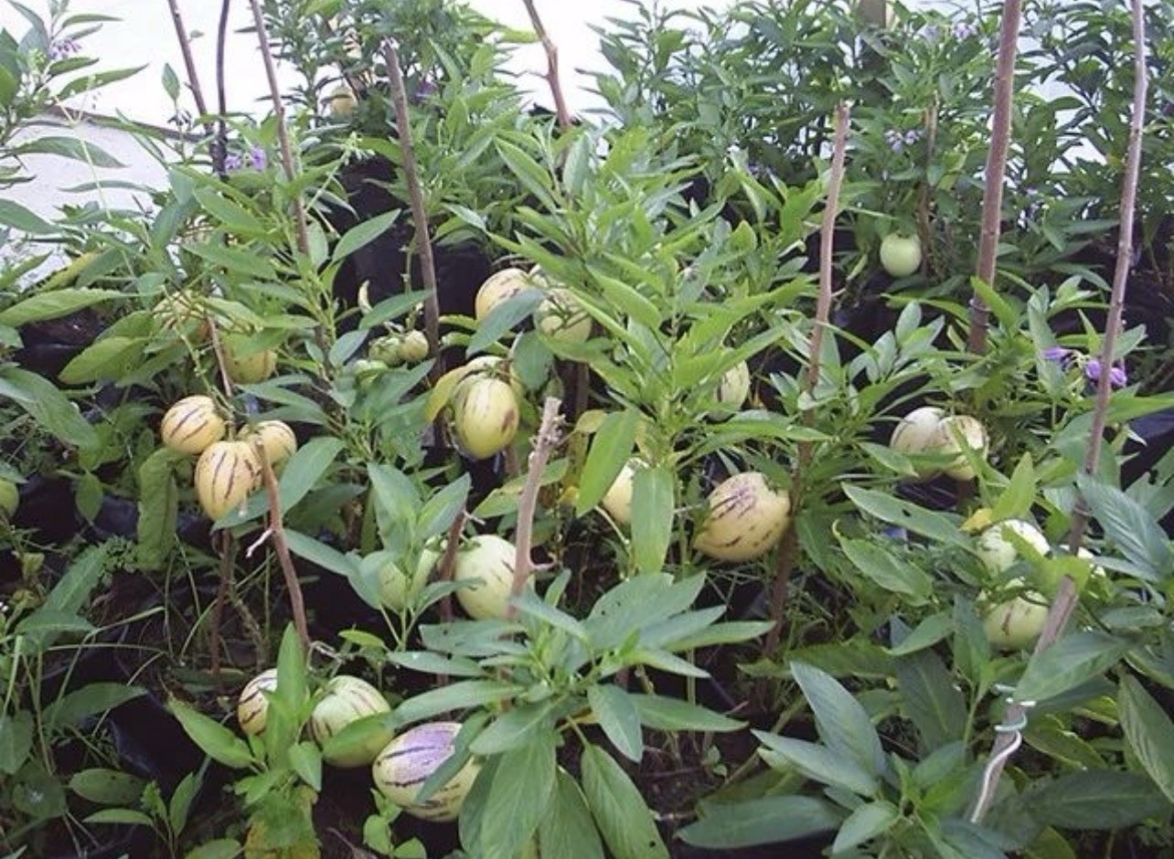 1 Pepino Melon Plant With Pot 10” Golden Ginseng Fruit Plant Ready To Plant