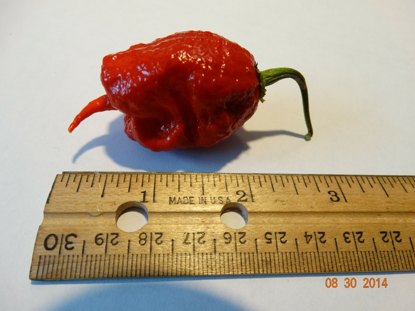 A+ Grade CAROLINA REAPER 25+ Hp22B seeds Growing Instructions Incl-d 2022 CROP